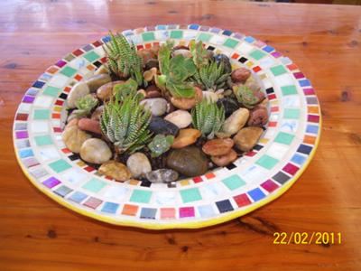 Succulent Garden